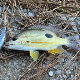 クロホシフエダイ