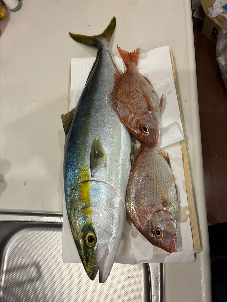 手羽崎さんさんの釣果 1枚目の画像