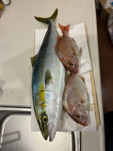 ハマチの釣果