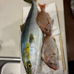 ハマチ