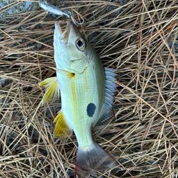 クロホシフエダイ