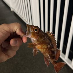 カサゴ