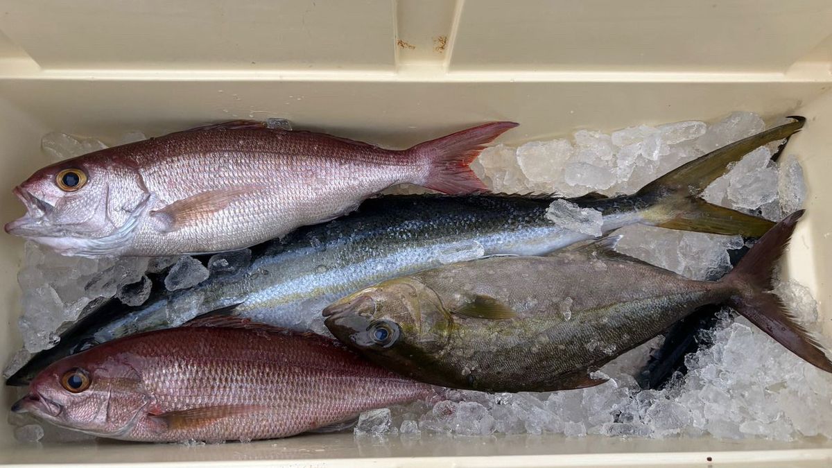 どかじゃさんの釣果 1枚目の画像