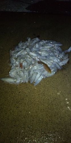 マメイカの釣果