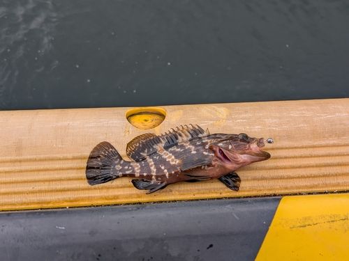 アコウの釣果