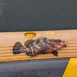 アコウ