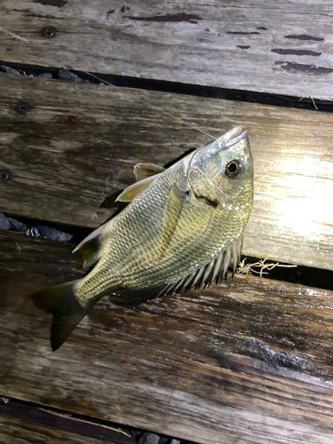 キビレの釣果