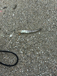 シロギスの釣果
