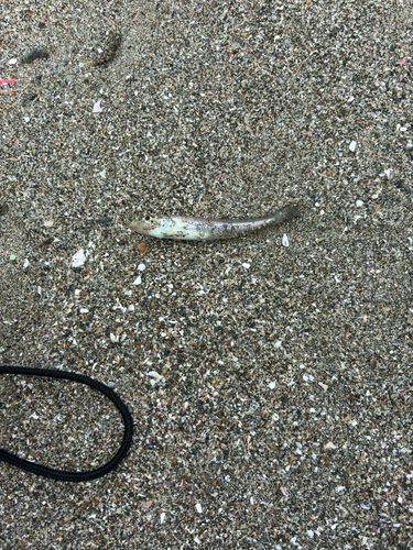 シロギスの釣果