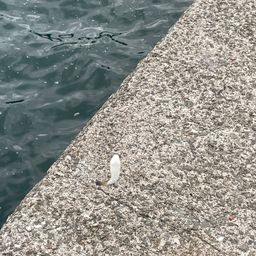 クサフグ