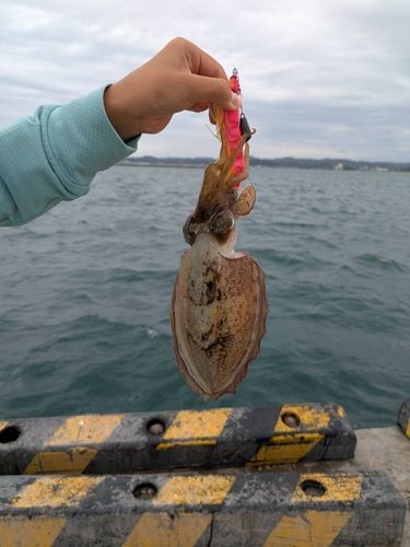 コウイカの釣果