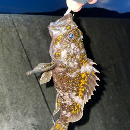 オウゴンムラソイ