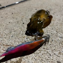 アオリイカ