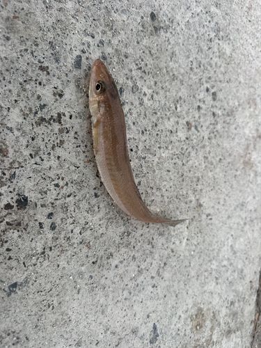 シロギスの釣果
