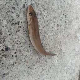 シロギス