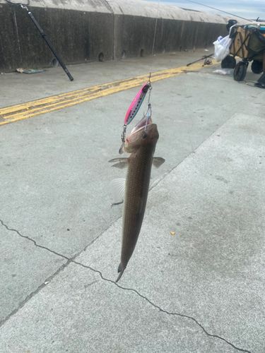 エソの釣果