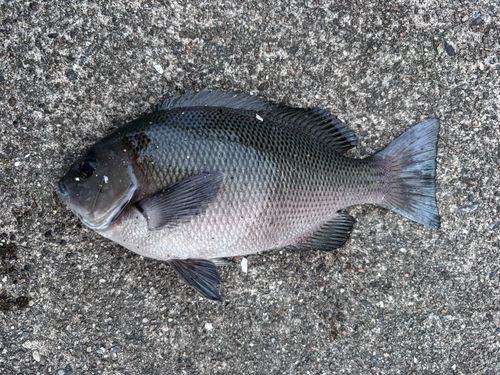メジナの釣果