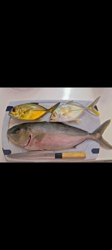 ネリゴの釣果