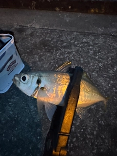 マアジの釣果
