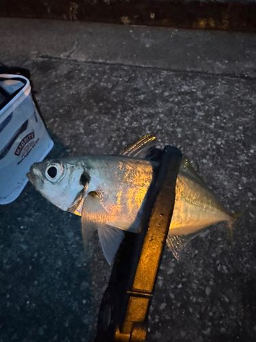 マアジの釣果