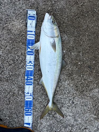 和歌浦湾