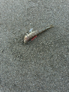 エソの釣果