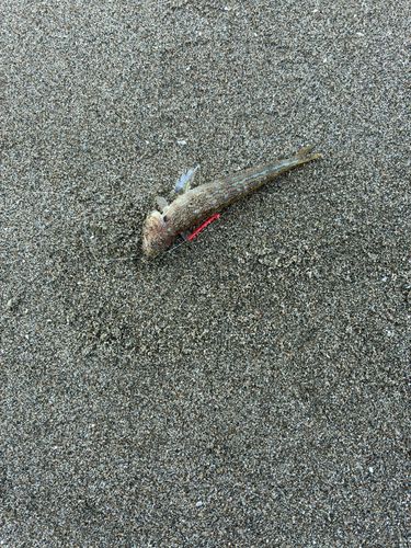 エソの釣果