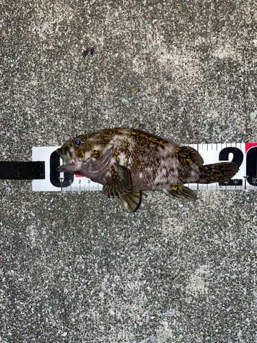 オウゴンムラソイの釣果