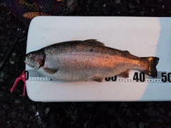 ニジマスの釣果