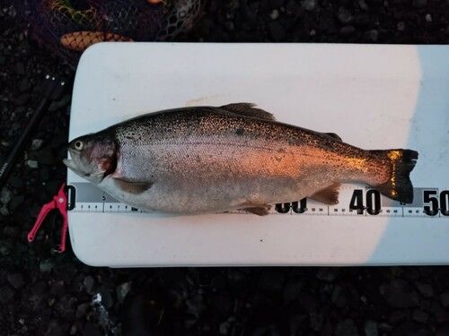 ニジマスの釣果