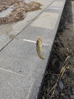 ハゼの釣果
