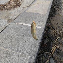 ハゼ