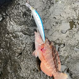 アカササノハベラ