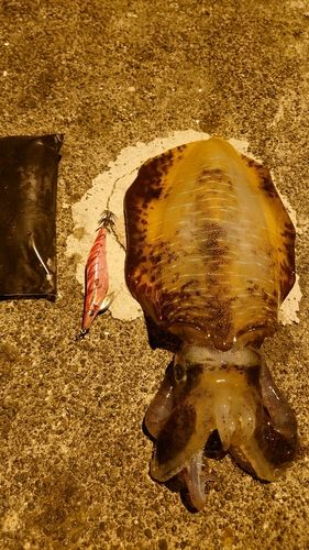 アオリイカの釣果