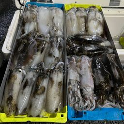アオリイカ