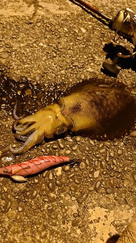 アオリイカの釣果