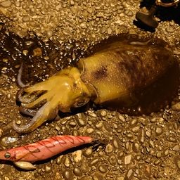 アオリイカ