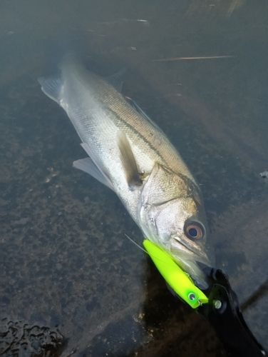 フッコ（マルスズキ）の釣果