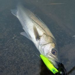 フッコ（マルスズキ）