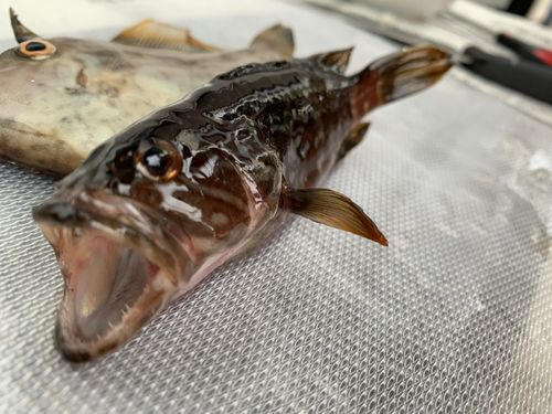クエの釣果