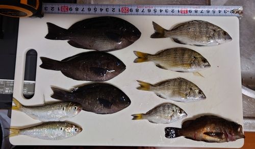 メジナの釣果