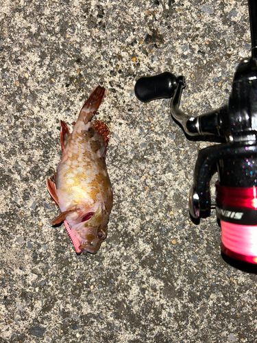 カサゴの釣果