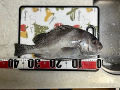 コショウダイの釣果