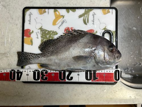 コショウダイの釣果