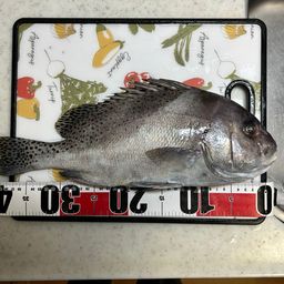 コショウダイ
