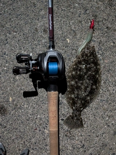 ソゲの釣果