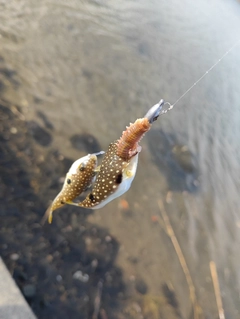 クサフグの釣果