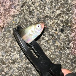 アジ