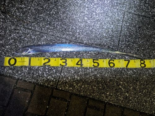 タチウオの釣果