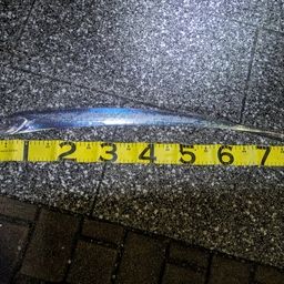 タチウオ
